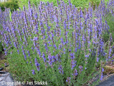 Hyssopus officinalis